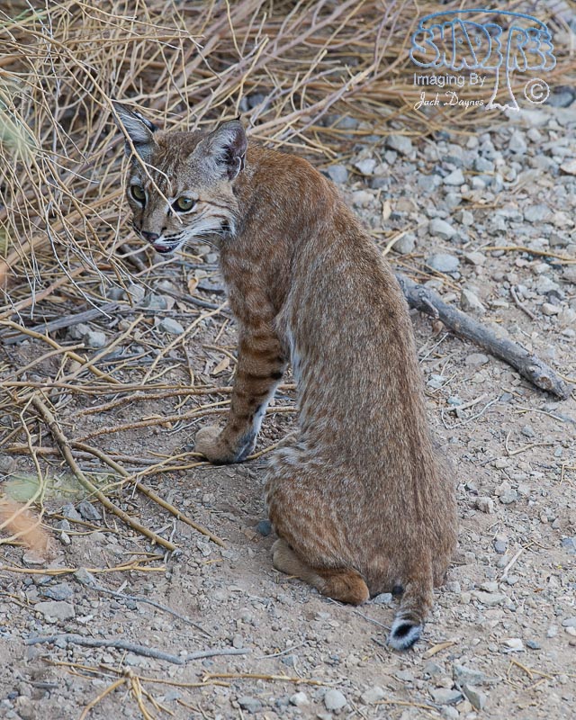 Bobcat - Lynx Rufus