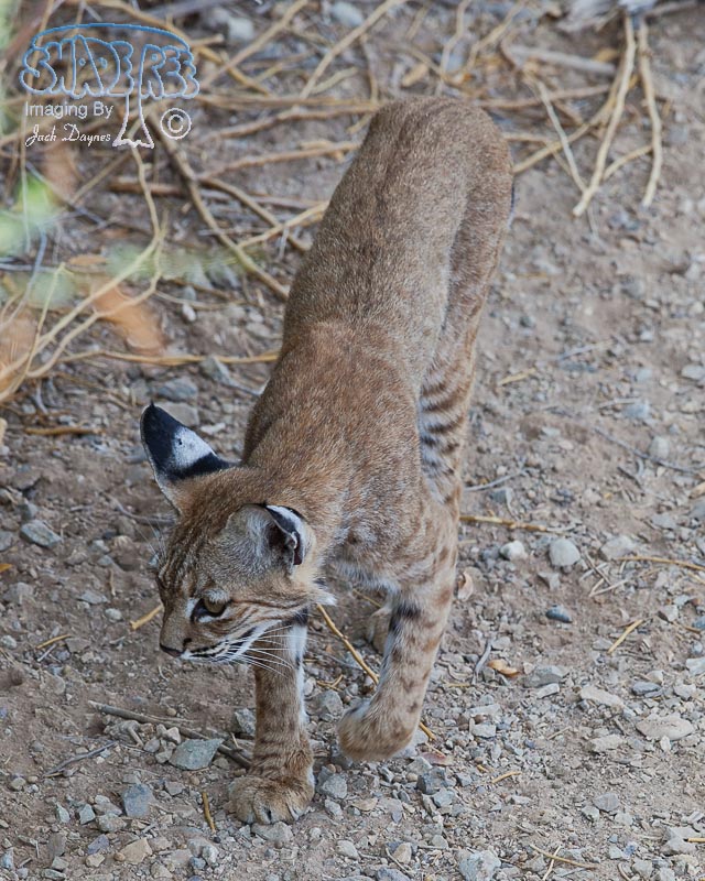 Bobcat - Lynx Rufus