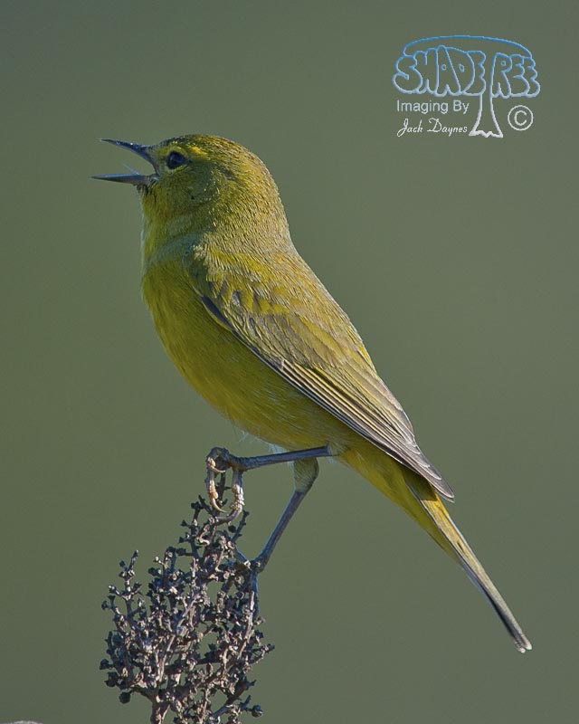 Orange-Crowned Warbler - Leiothlypis celata