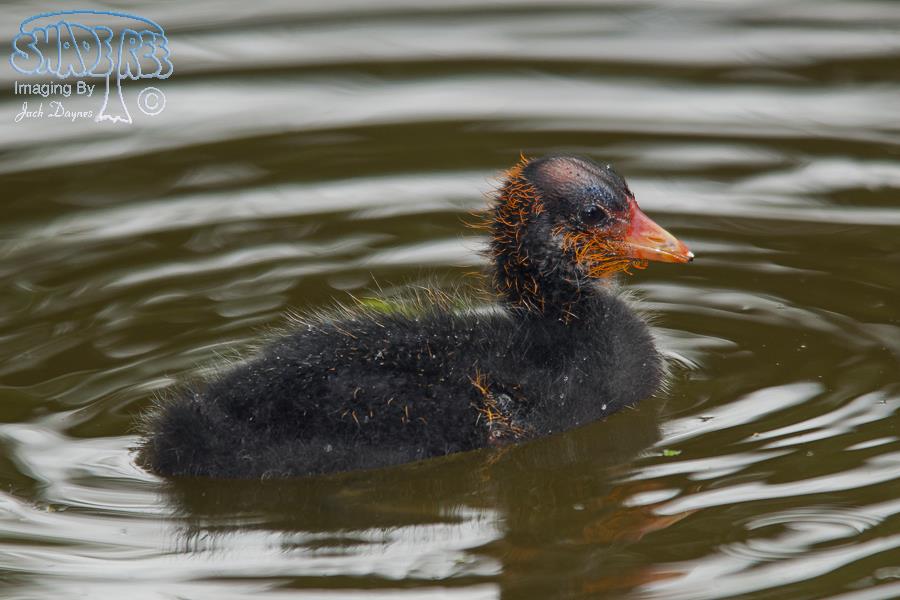 American Coot - Fulica americana