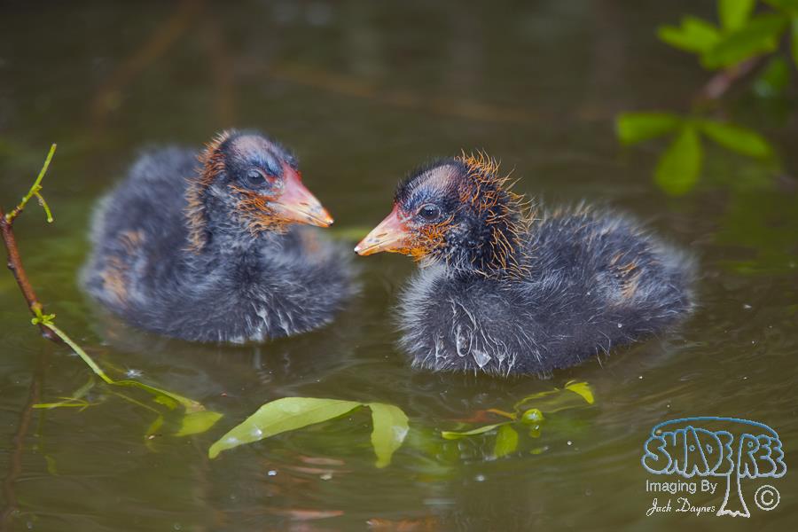 American Coot - Fulica americana