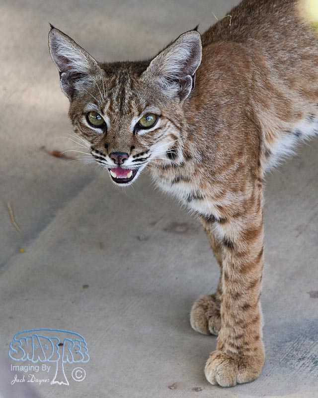 Bobcat - Lynx Rufus
