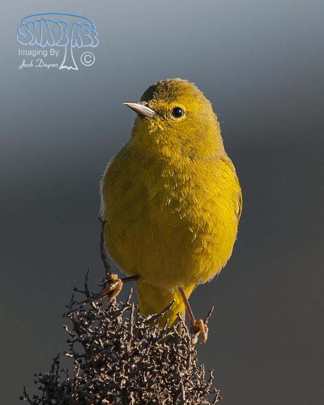 Orange-Crowned Warbler - Leiothlypis celata
