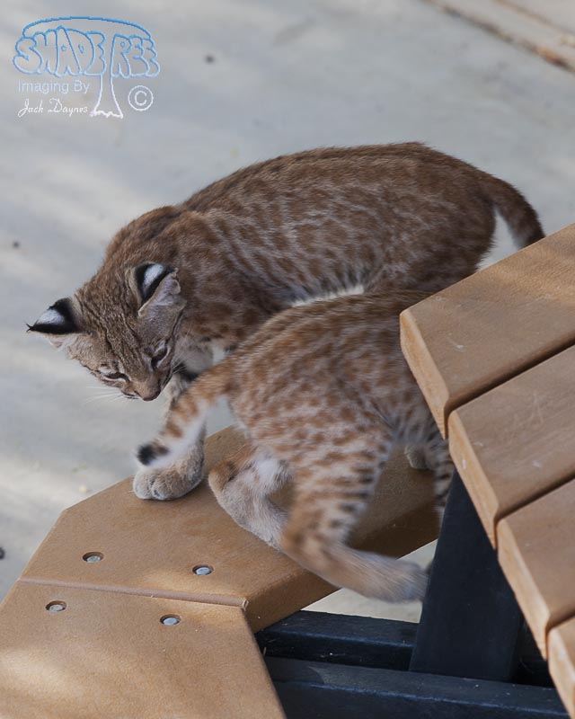 Bobcat - Lynx Rufus