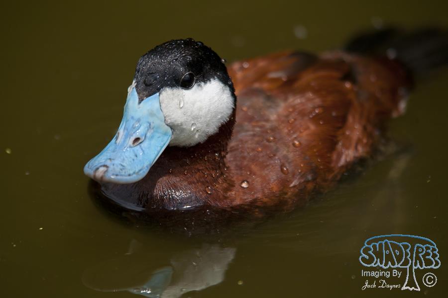 Ruddy Duck - Oxyura jamaicensis