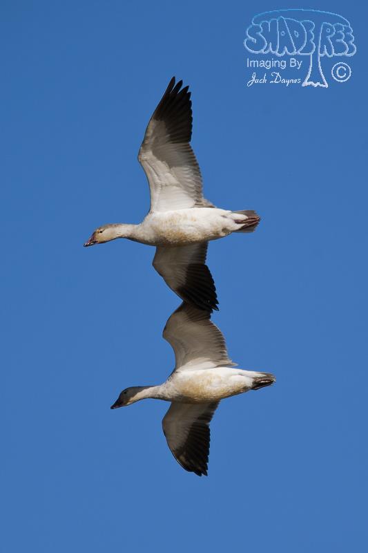 Snow Goose - Anser caerulescens