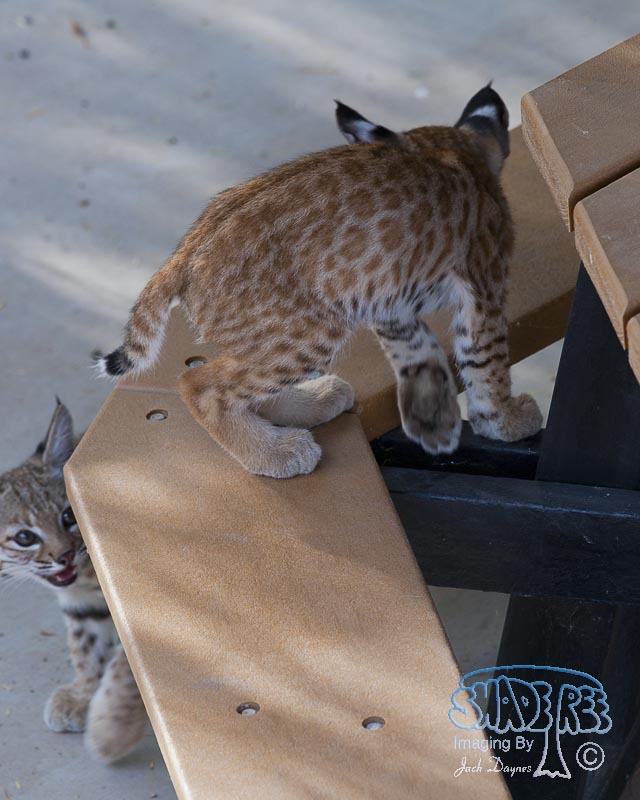 Bobcat - Lynx Rufus