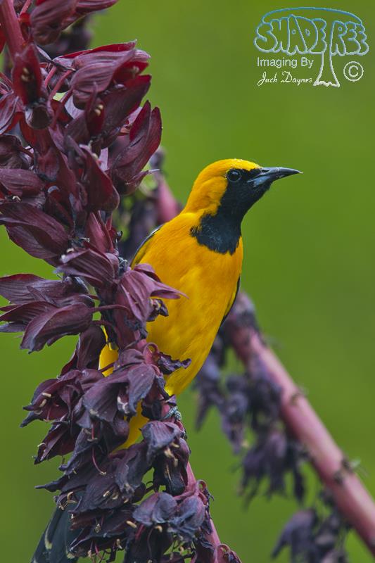 Hooded Oriole - Icterus cucullatus