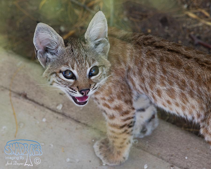 Bobcat - Lynx Rufus