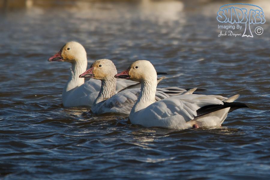 Snow Goose - Anser caerulescens
