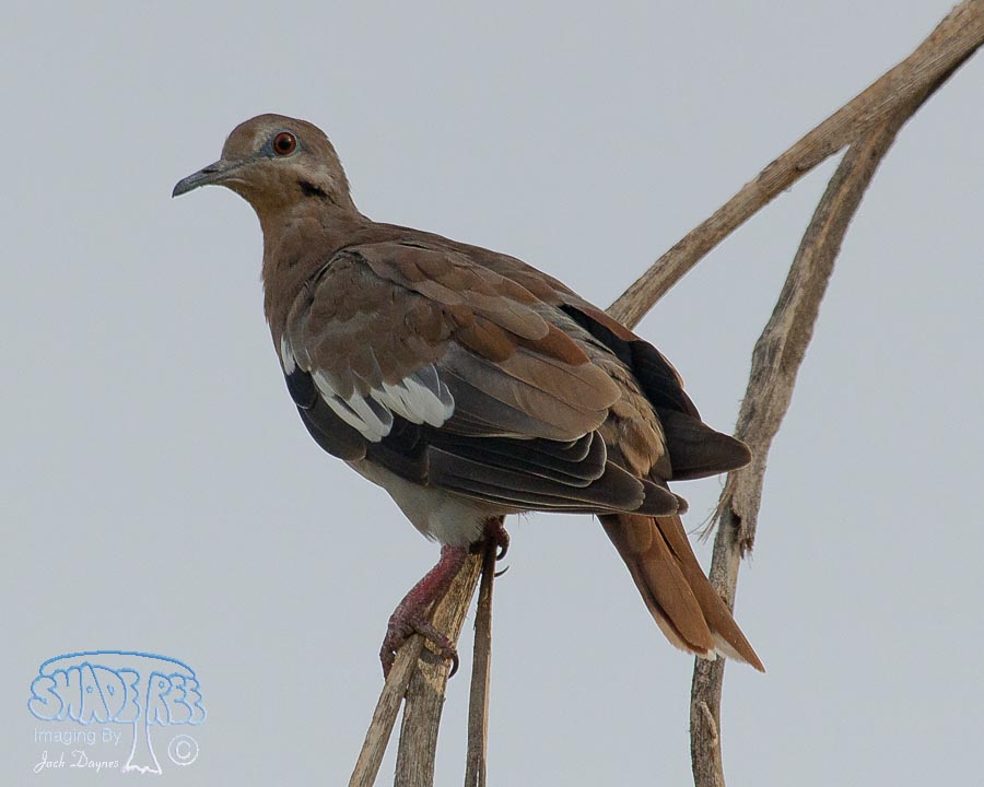 White-Winged Dove - Zenaida asiatica