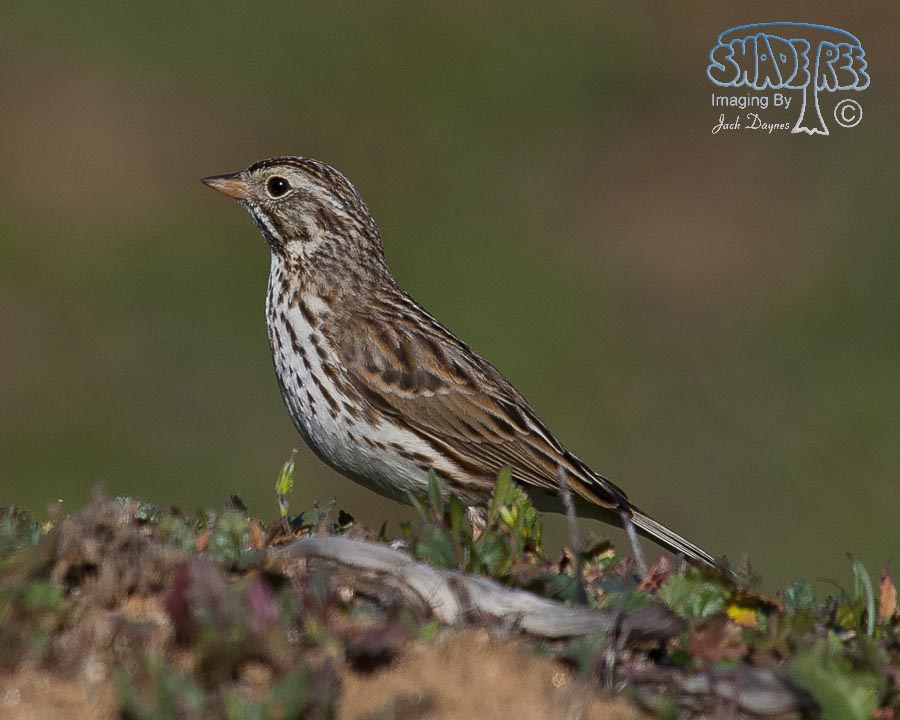 Savannah Sparrow - Passerculus sandwichensis