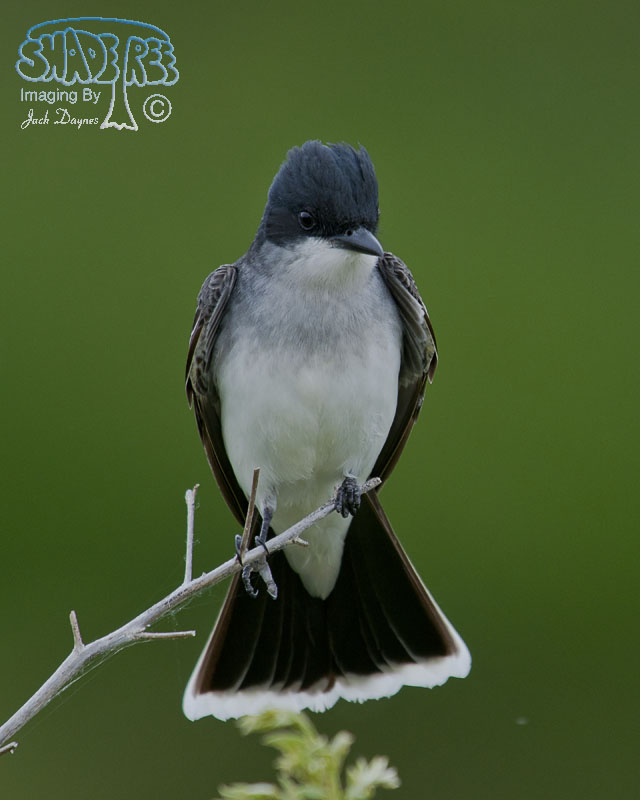 Eastern Kingbird - Tyrannus tyrannus
