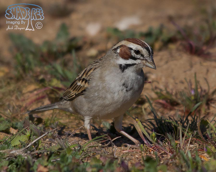 Lark Sparrow - Chondestes grammacus