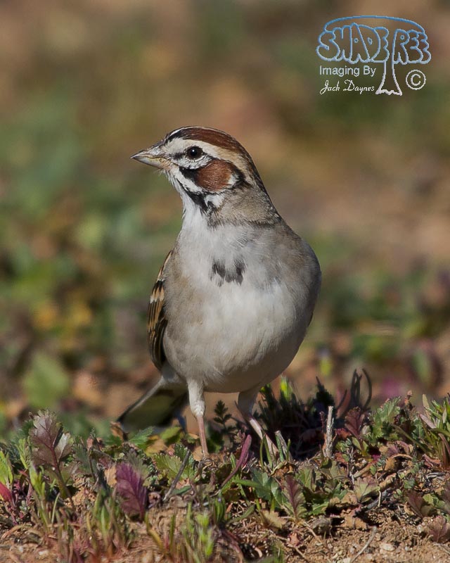 Lark Sparrow - Chondestes grammacus
