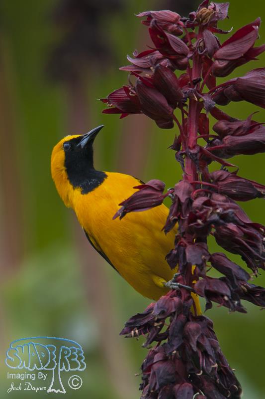 Hooded Oriole - Icterus cucullatus