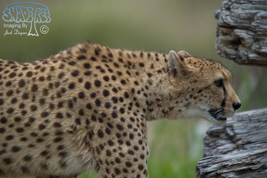Cheetah - Acinonyx jubatus