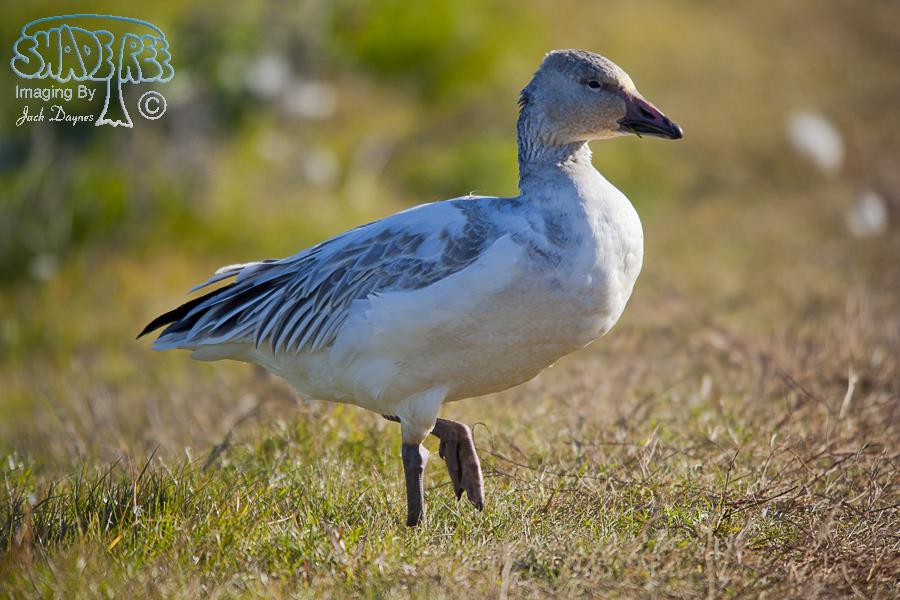 Snow Goose - Anser caerulescens