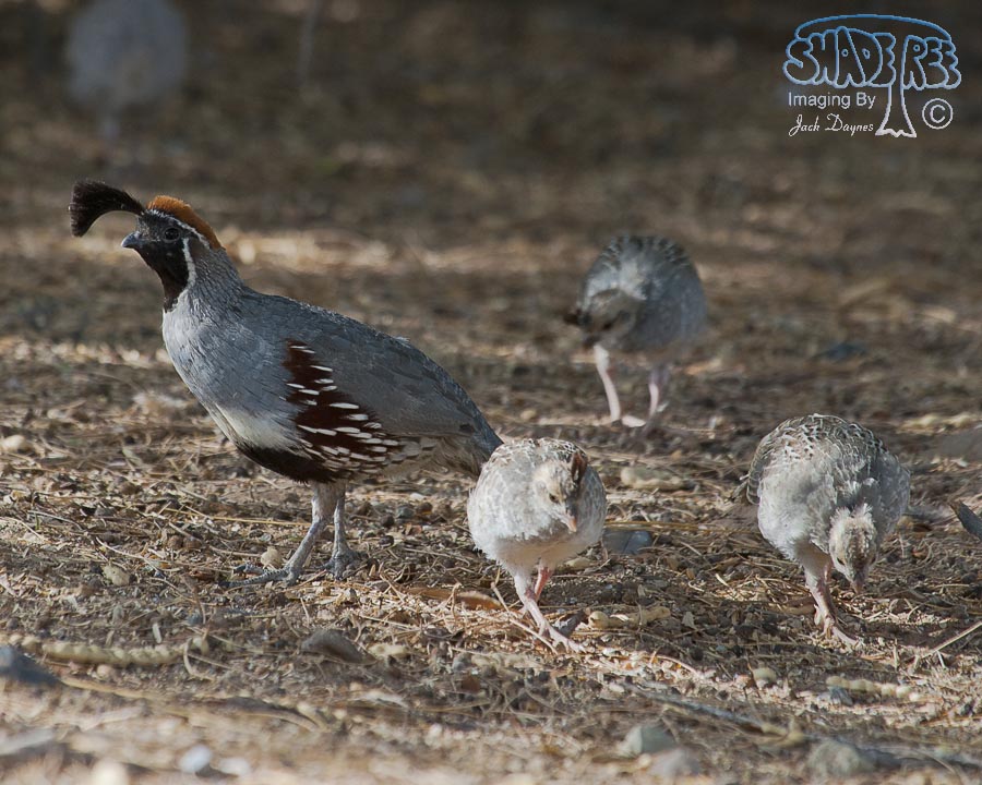 Gambel's Quail - Callipepla gambelii