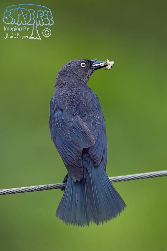 Brewer's Blackbird - Euphagus cyanocephalus