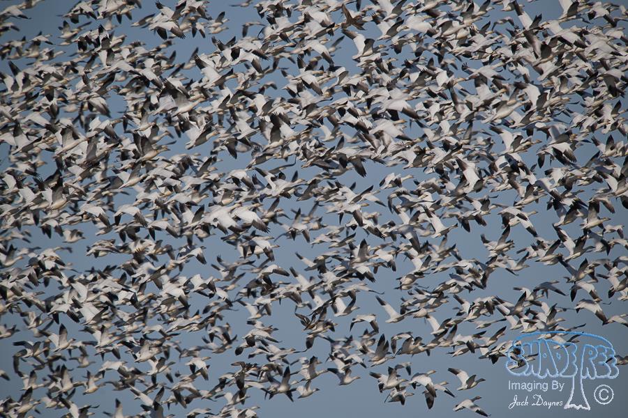 Snow Goose - Anser caerulescens
