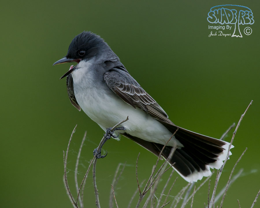 Eastern Kingbird - Tyrannus tyrannus
