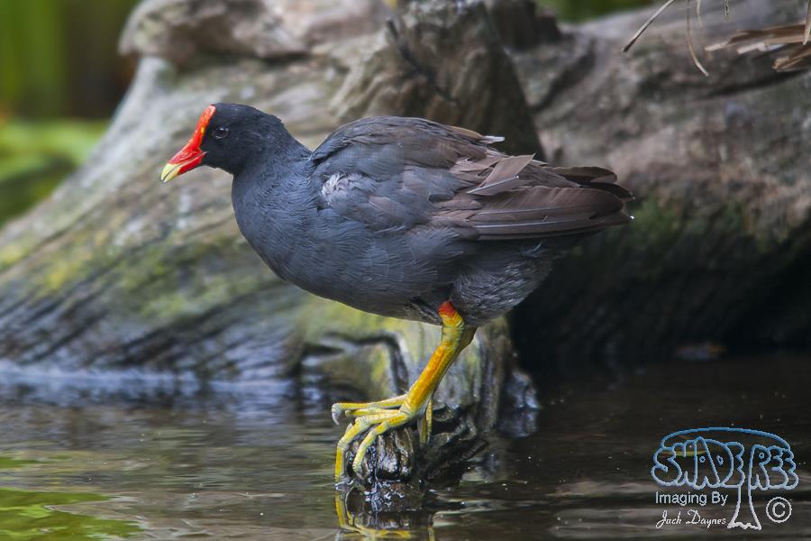 Common Gallinule - Gallinula galeata