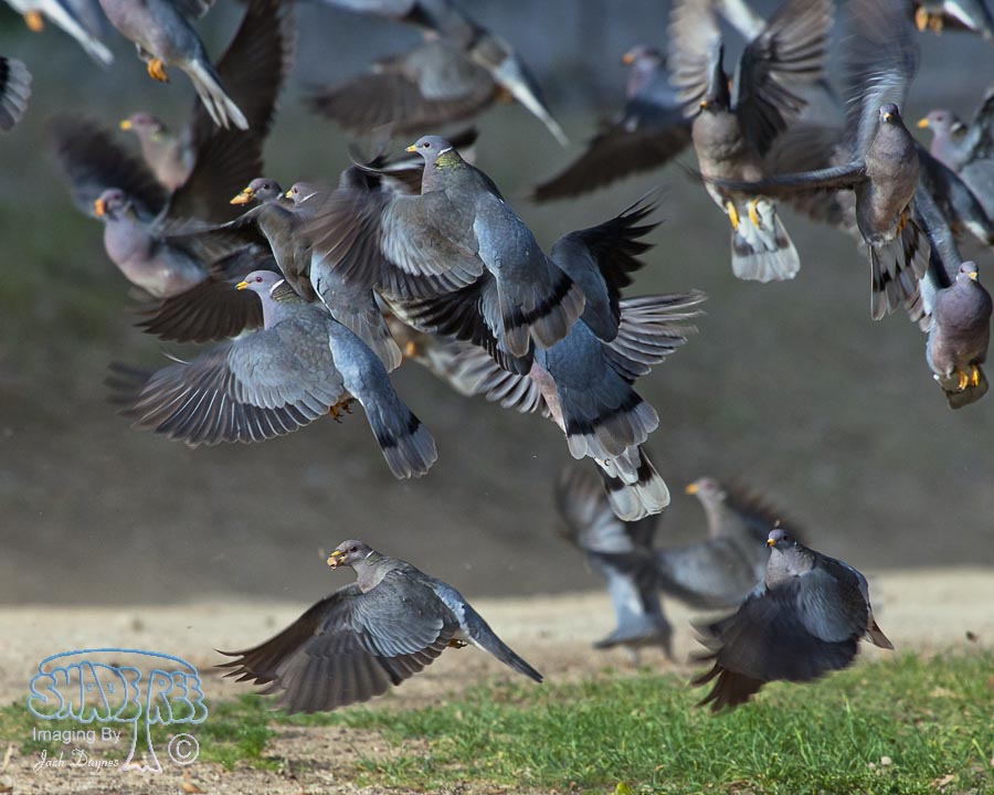 Band-Tailed Pigeon - Columba fasciata