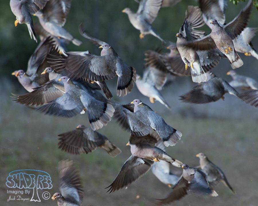 Band-Tailed Pigeon - Columba fasciata