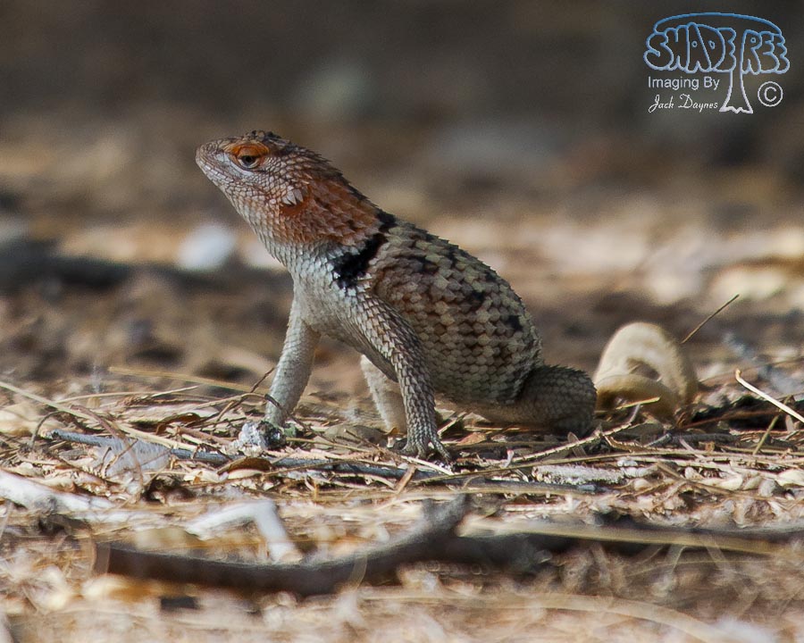 Desert Spiny Lizard - Sceloporus magister