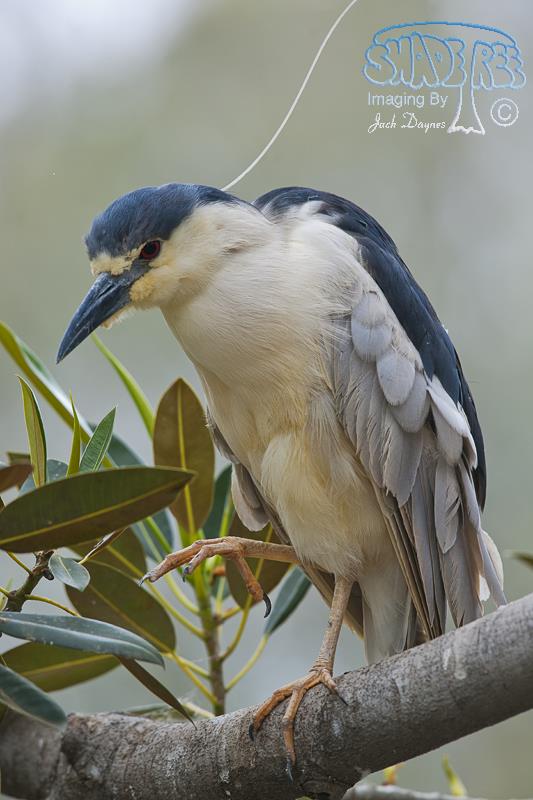 Black-Crowned Night-Heron - Nycticorax nycticorax