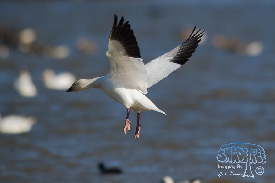 Snow Goose - Anser caerulescens