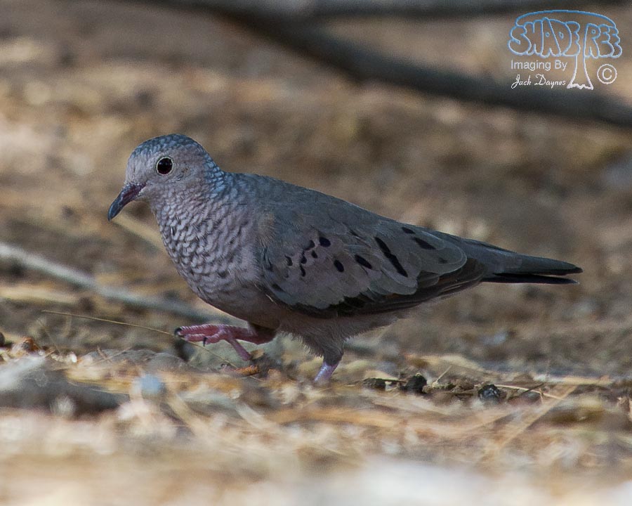 Common Ground-Dove - Columbina passerina