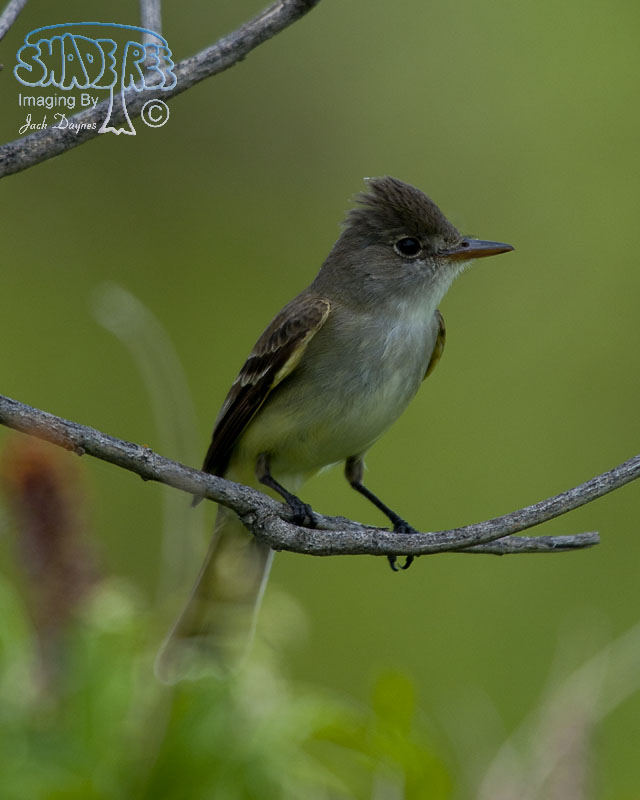 Willow Flycatcher - Empidonax traillii