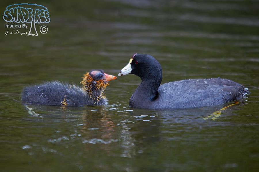 American Coot - Fulica americana