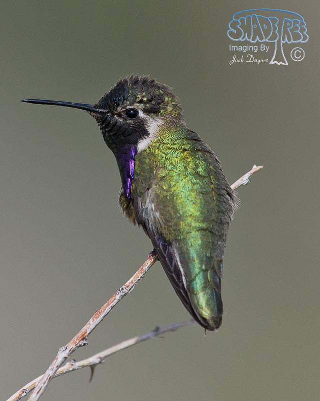 Costa's Hummingbird - Calypte costae