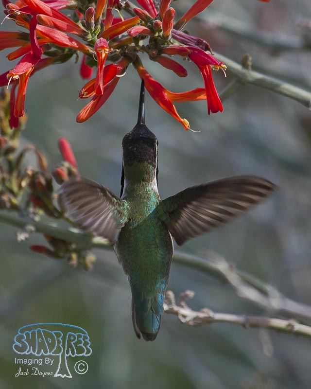 Costa's Hummingbird - Calypte costae