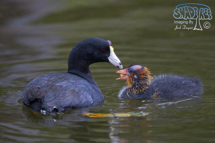 American Coot - Fulica americana