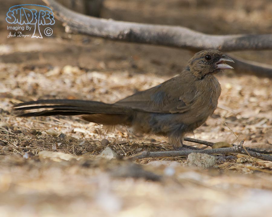 Abert's Towhee - Melozone aberti