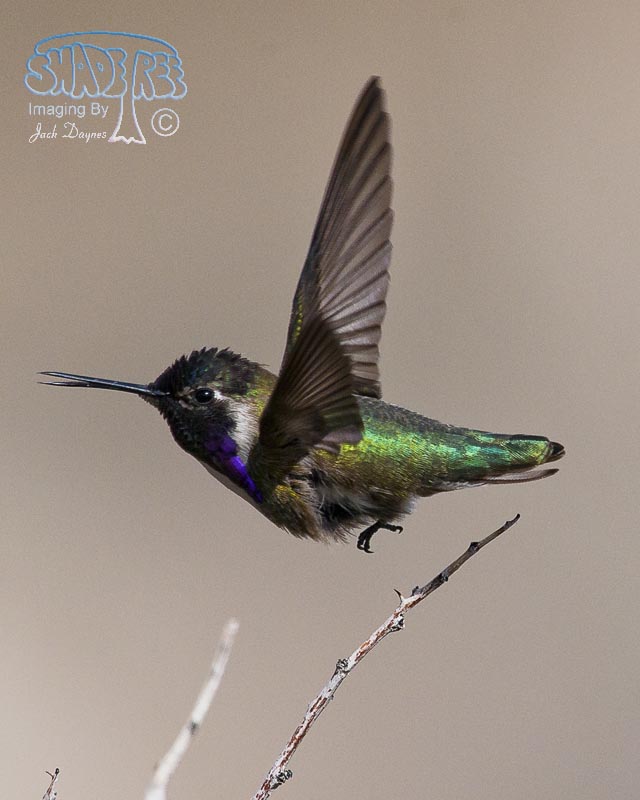 Costa's Hummingbird - Calypte costae