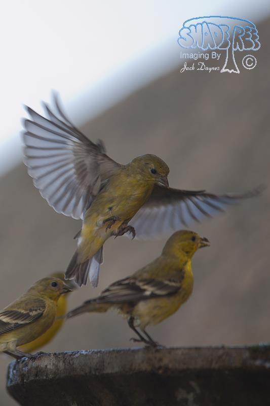 Lesser Goldfinch - Spinus psaltria