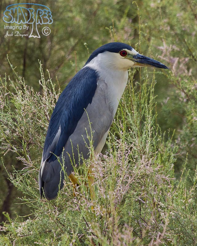 Black-Crowned Night-Heron - Nycticorax nycticorax