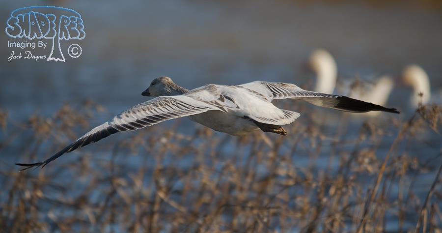 Snow Goose - Anser caerulescens