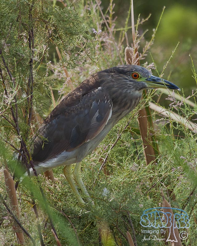 Black-Crowned Night-Heron - Nycticorax nycticorax