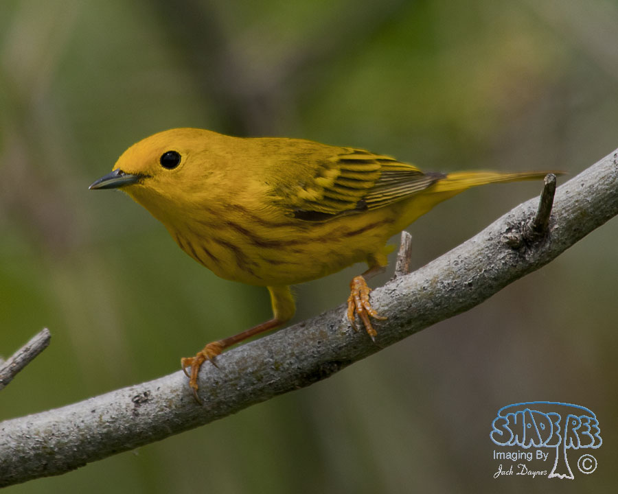 American Yellow Warbler - Setophaga petechia