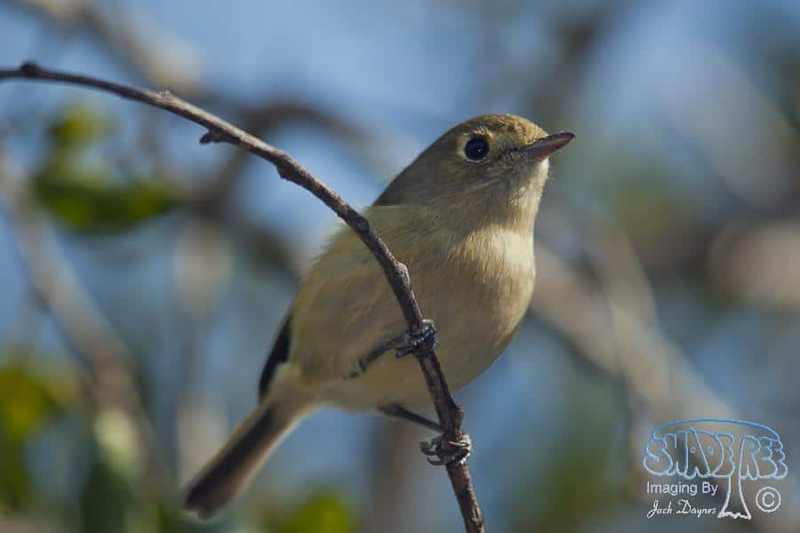 Hutton's Vireo - Vireo huttoni