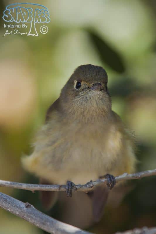 Hutton's Vireo - Vireo huttoni