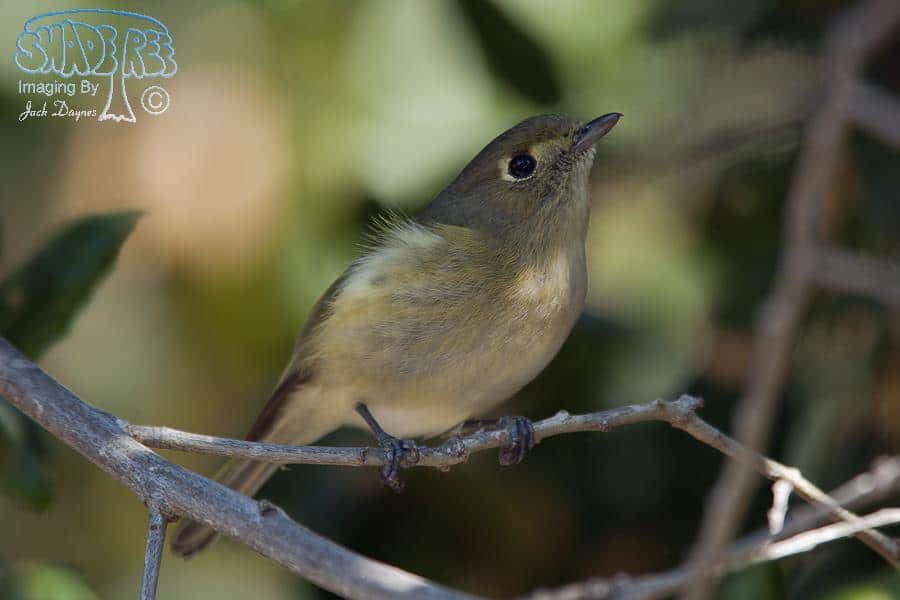 Hutton's Vireo - Vireo huttoni