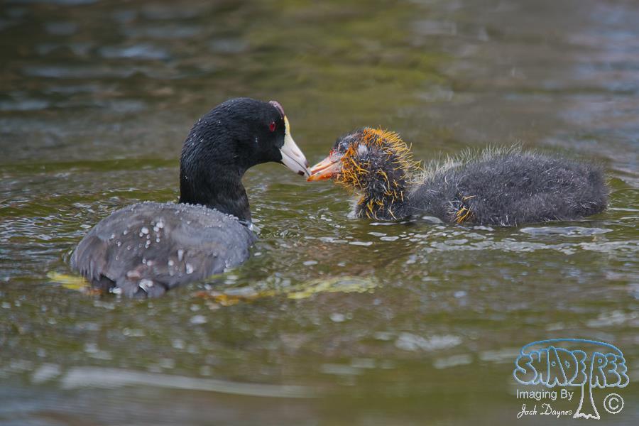 American Coot - Fulica americana