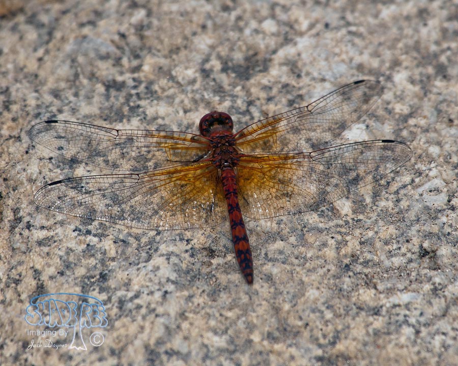 Red Rock Skimmer - Paltothemis lineatipes